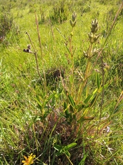 Chaetogastra gracilis