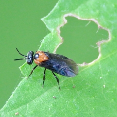 Sterictiphorinae