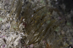 Aglaophenia kirchenpaueri