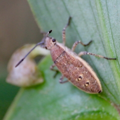 Catorhintha selector