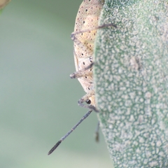 Catorhintha selector