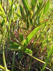 Chaetogastra gracilis