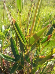 Chaetogastra gracilis