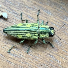 Chalcophorotaenia cuprascens