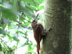 Xiphocolaptes promeropirhynchus