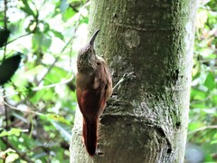 Xiphocolaptes promeropirhynchus