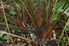Zamia pumila