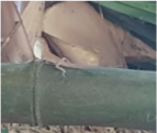 Anolis