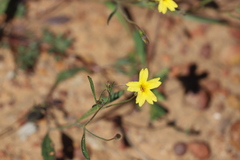 Goodenia berardiana
