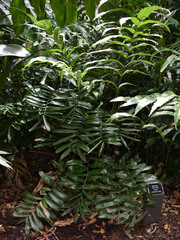 Zamia pumila
