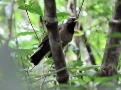 Turdus olivater