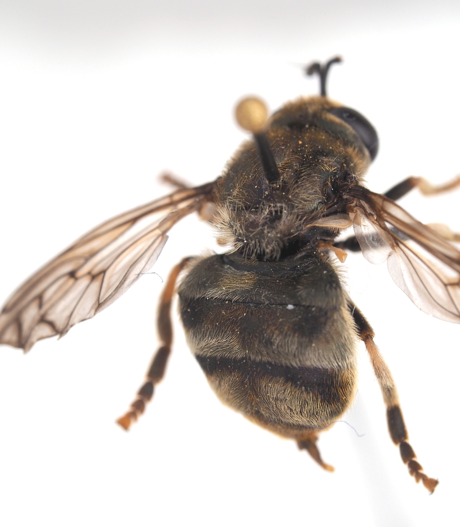 Microdon major