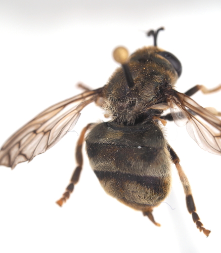 Microdon major