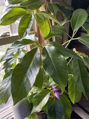 Casimiroa
