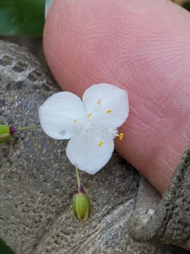 Dotted bridalveil (Gibasis pellucida)