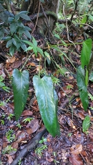 Anthurium dominicense