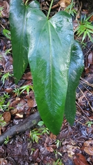 Anthurium dominicense