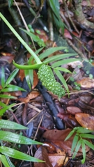 Anthurium dominicense