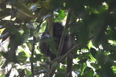 Coendou speratus