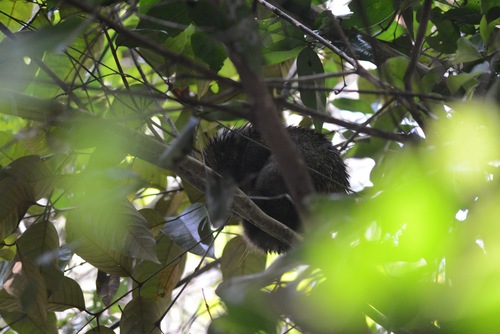 Dwarf Porcupine