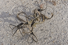 Proboscidea althaeifolia