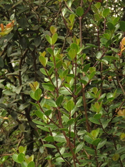 Miconia ligustrina