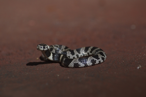 Bolivian Snail-eater, Dipsas turgida