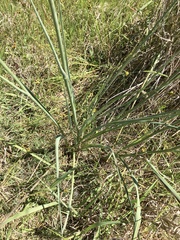 Eryngium ebracteatum