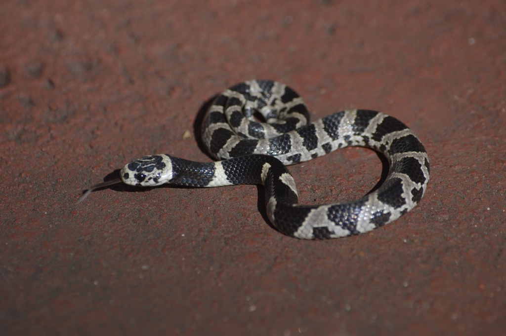 Bolivian Tree Snake