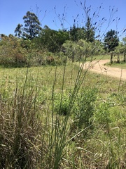 Eryngium ebracteatum