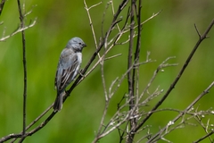 Sporophila melanogaster