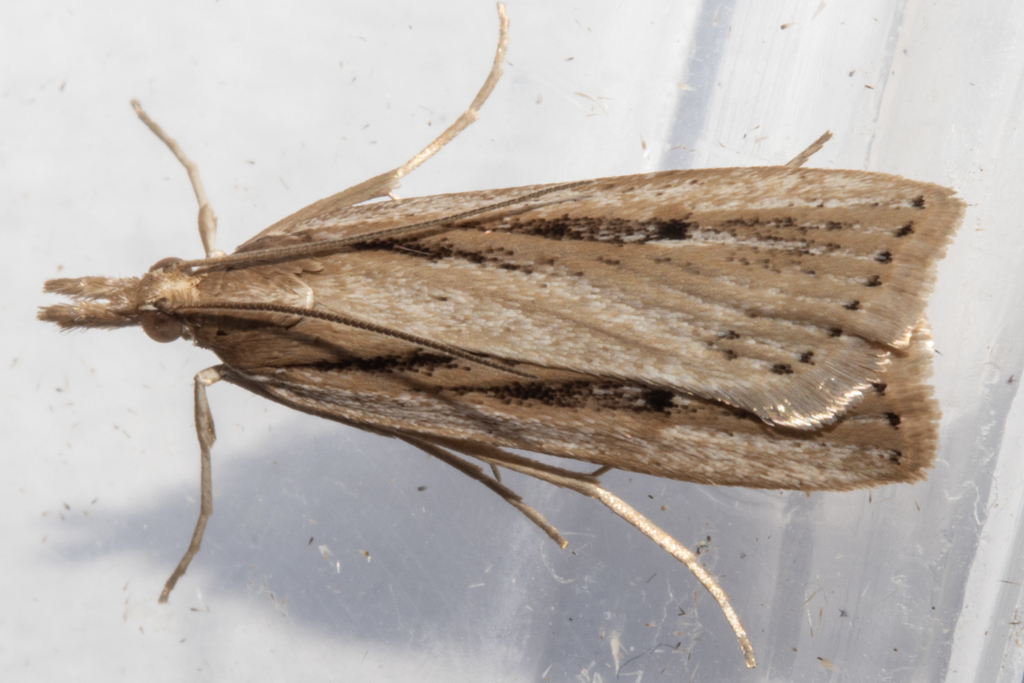 Sod webworm