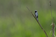 Sporophila melanogaster