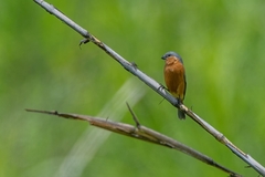 Sporophila hypoxantha