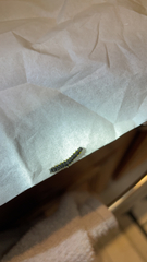 Callimorpha dominula