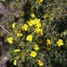 Yellow Buttercups - Photo (c) Arthur Chapman, some rights reserved (CC BY-NC-SA), uploaded by Arthur Chapman