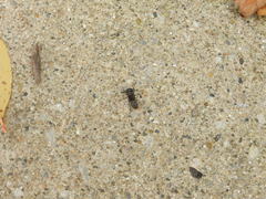 Camponotus pennsylvanicus