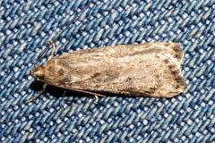 Phaeosaces apocrypta