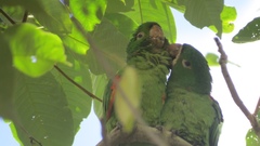 Psittacara leucophthalmus