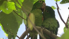 Psittacara leucophthalmus