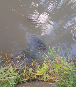 Trachemys stejnegeri