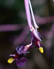 Marantochloa purpurea