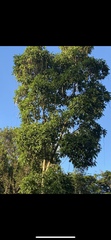 Catalpa longissima