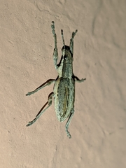 Charagmus intermedius