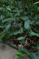 Marantochloa purpurea