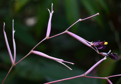 Marantochloa purpurea