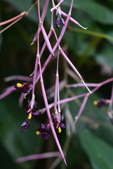 Marantochloa purpurea