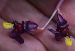 Marantochloa purpurea