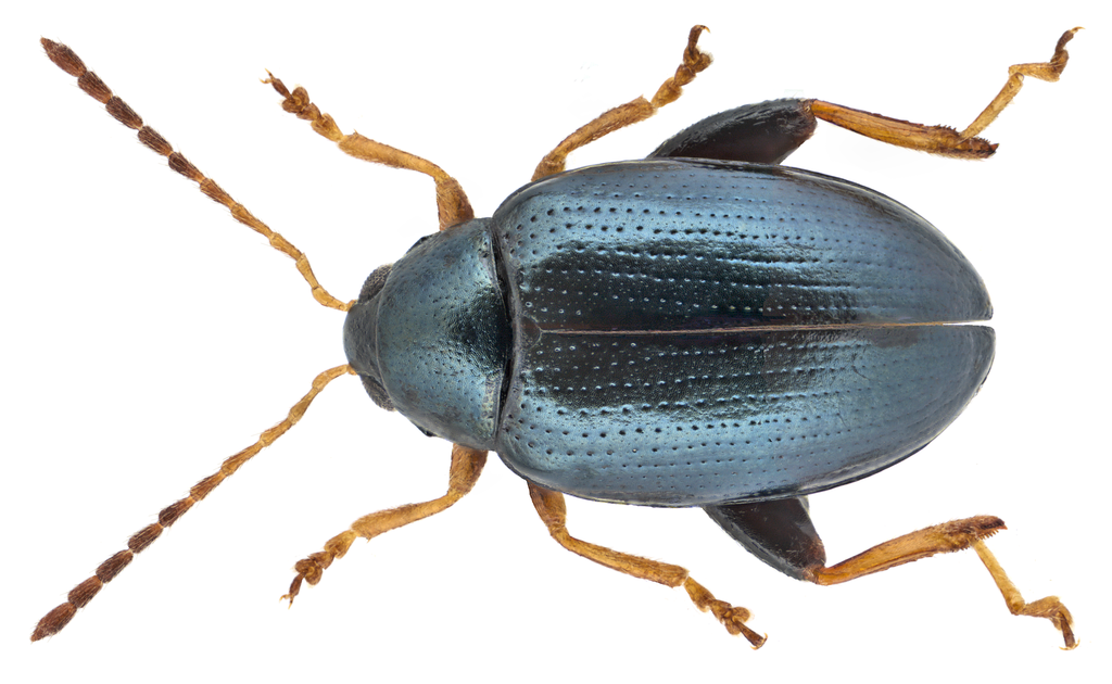 Leaf beetle