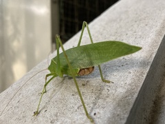 Holochlora japonica